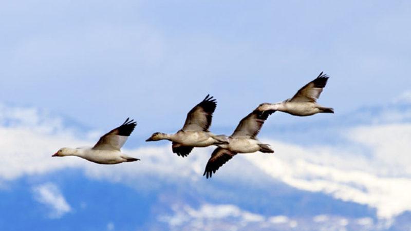 Tehlike Çanları Çalıyor: Son 50 Yılda Bir Kıtada 3 Milyar Kuş Öldü