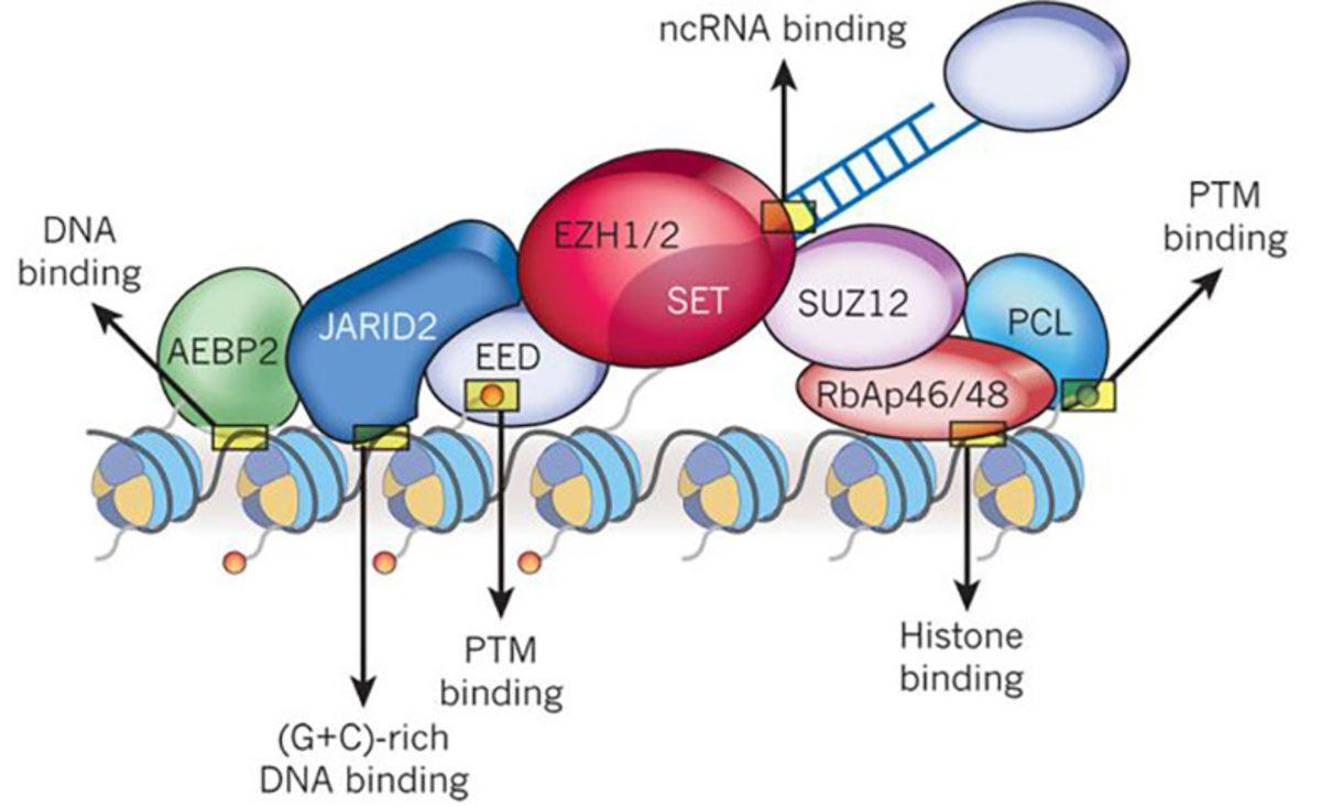 Vücudumuzdaki Hücreler, Kimliklerini Nasıl Koruyor?