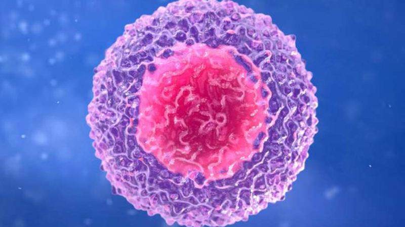 Vücudumuzdaki Hücreler, Kimliklerini Nasıl Koruyor?