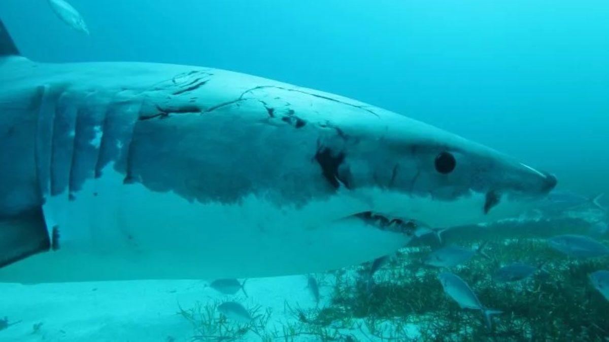 Büyük Beyaz Köpek Balıklarının Beslenme Alışkanlıklarıyla İlgili Şaşırtan Araştırma