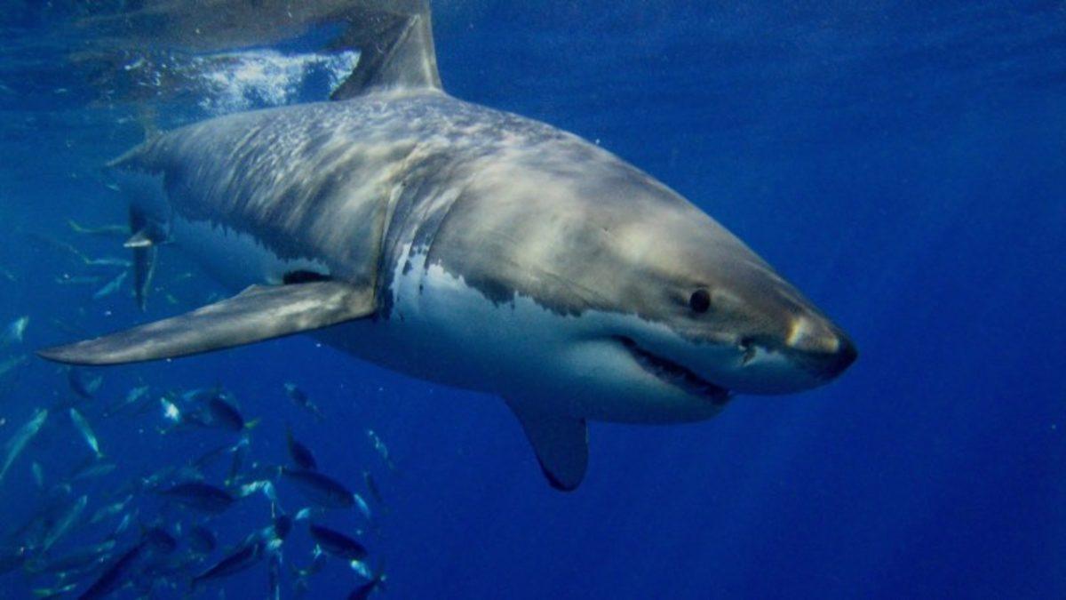 Büyük Beyaz Köpek Balıklarının Beslenme Alışkanlıklarıyla İlgili Şaşırtan Araştırma