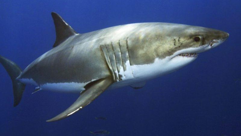 Büyük Beyaz Köpek Balıklarının Beslenme Alışkanlıklarıyla İlgili Şaşırtan Araştırma