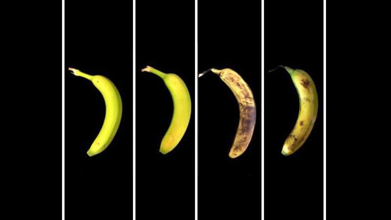 MIT Mühendisleri, Gıdaların Raf Ömürlerini Uzatacak İlginç Bir Yöntem Geliştirdi