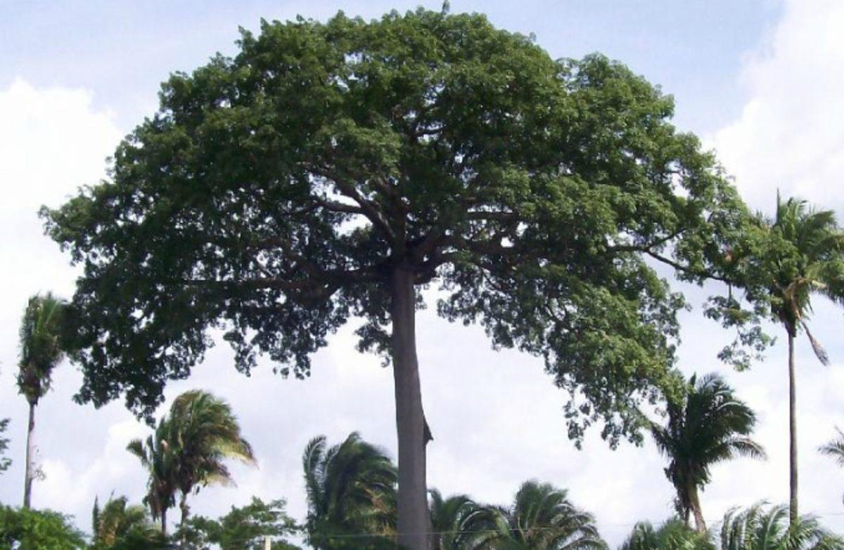 Amazon’da Normalden Yüzde 50 Daha Büyük Ağaçlar Keşfedildi