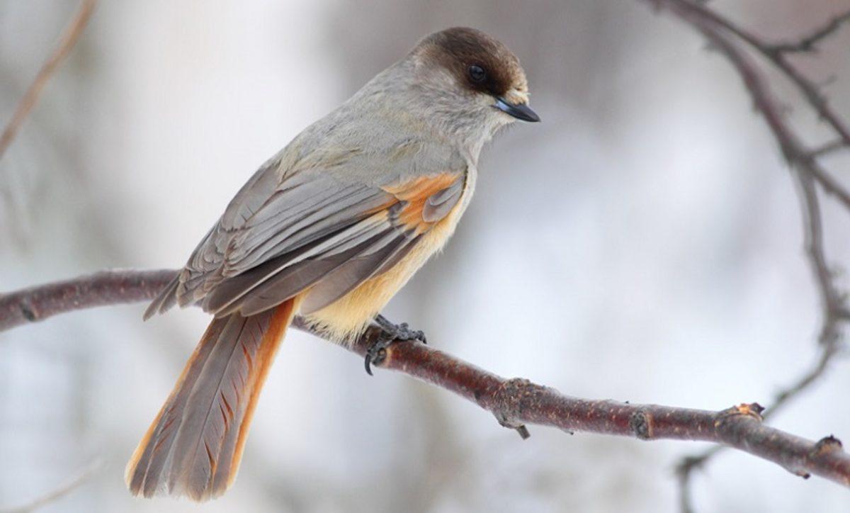 Bir Araştırma, Kargagillerin Neden Daha Zeki Olduğuna Açıklık Getirdi
