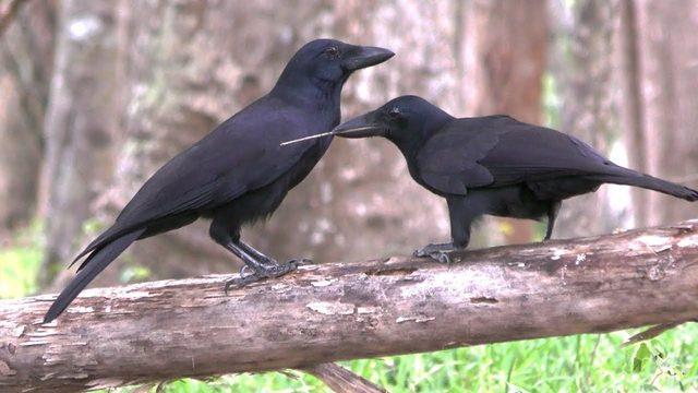 Bir Araştırma, Kargagillerin Neden Daha Zeki Olduğuna Açıklık Getirdi