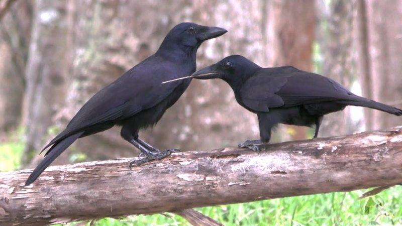 Bir Araştırma, Kargagillerin Neden Daha Zeki Olduğuna Açıklık Getirdi