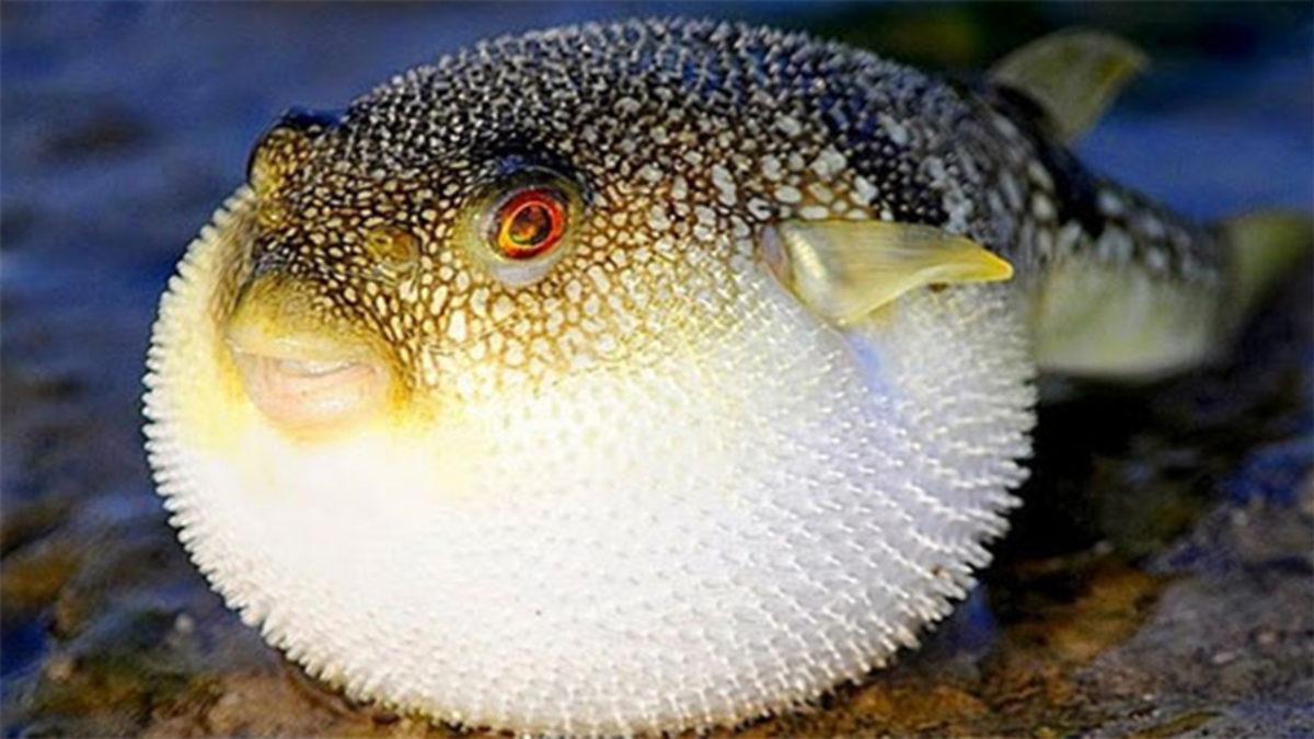 Balon Balığı, 8 Yaşındaki Bir Çocuğun Parmağını Kopardı (Türkiye’de İlk Kez Oldu)