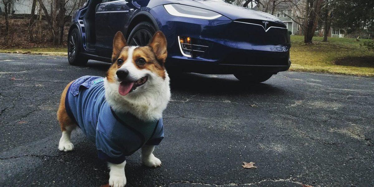 Tesla Araçlardaki Özellik, Bir Sürücünün Ceza Almasını Önledi