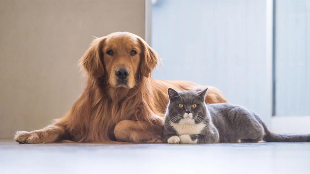 Araştırmaya Göre Kediler de Sahiplerine Köpekler Kadar Bağlı