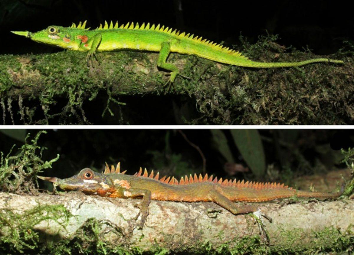 1891’de Keşfedilen Burun Boynuzlu Ejderha Kertenkele, 130 Sene Sonra Yeniden Ortaya Çıktı