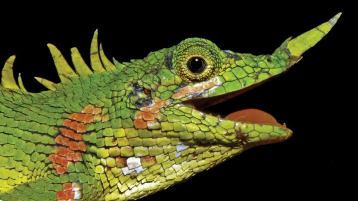 1891’de Keşfedilen Burun Boynuzlu Ejderha Kertenkele, 130 Sene Sonra Yeniden Ortaya Çıktı