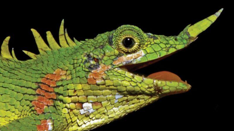 1891’de Keşfedilen Burun Boynuzlu Ejderha Kertenkele, 130 Sene Sonra Yeniden Ortaya Çıktı