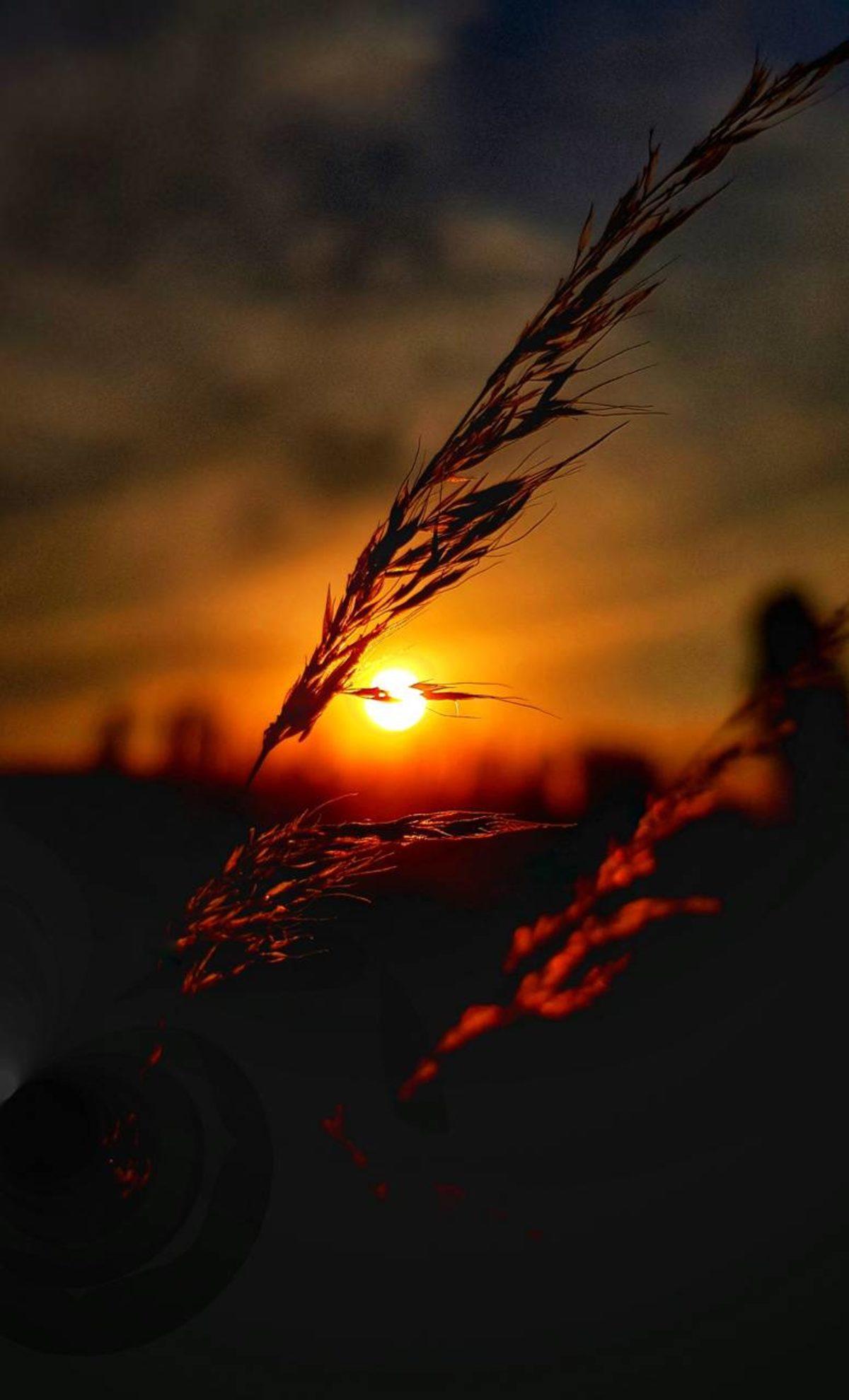 Tüm Akıllı Telefonlar İçin En İyi 70 Zedge Duvar Kağıdı