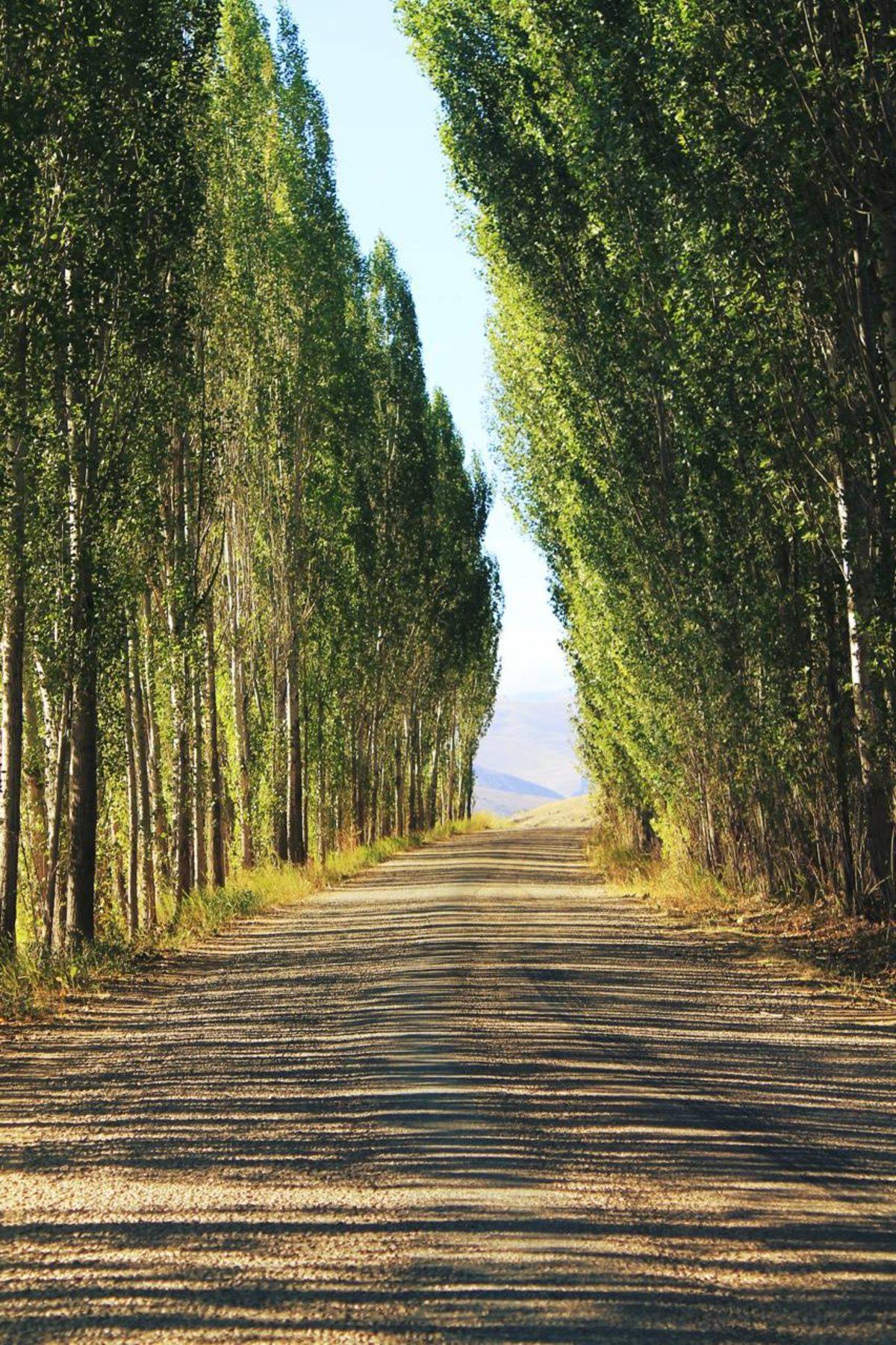 Tüm Akıllı Telefonlar İçin En İyi 70 Zedge Duvar Kağıdı