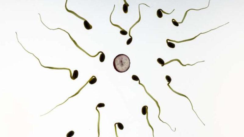 Araştırmaya Göre Yumurtalar, Spermler Konusunda Oldukça Seçici Davranıyor