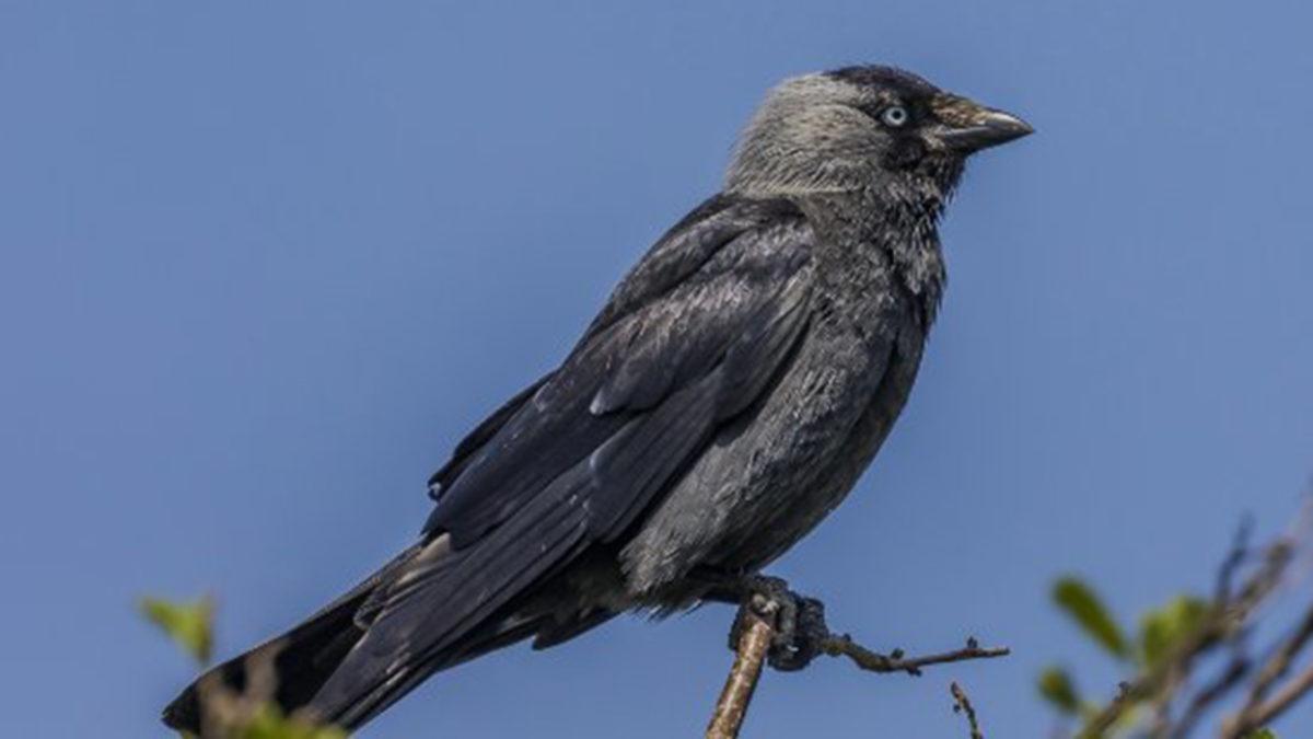Küçük Kargalar, İnsanları “Tehlikeli” Olarak Tanımlayabiliyor