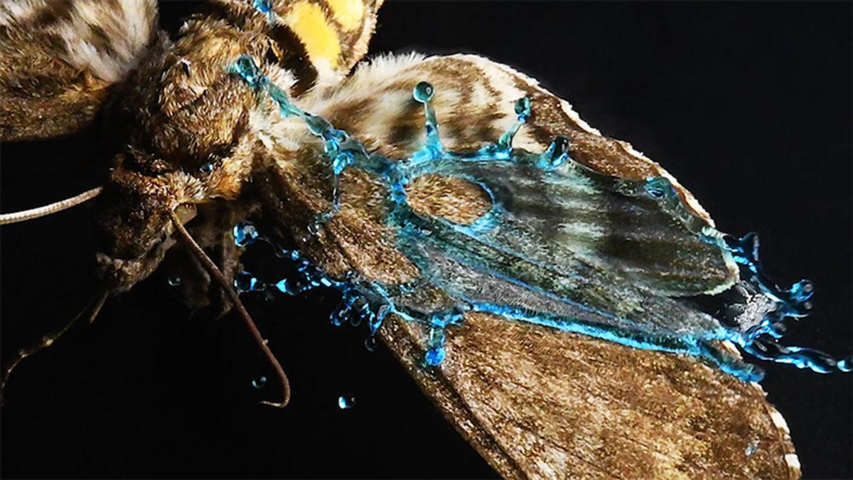 Bilim İnsanları, Yağmurun Kelebekleri Neden Öldür(e)mediğini Açıkladı