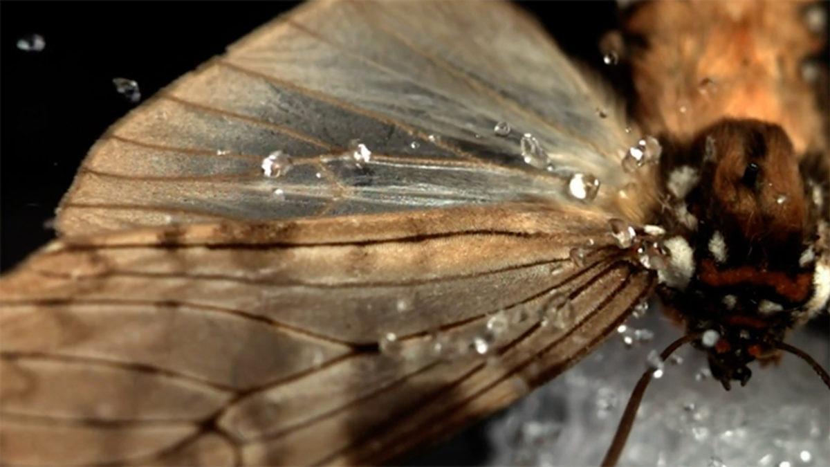 Bilim İnsanları, Yağmurun Kelebekleri Neden Öldür(e)mediğini Açıkladı