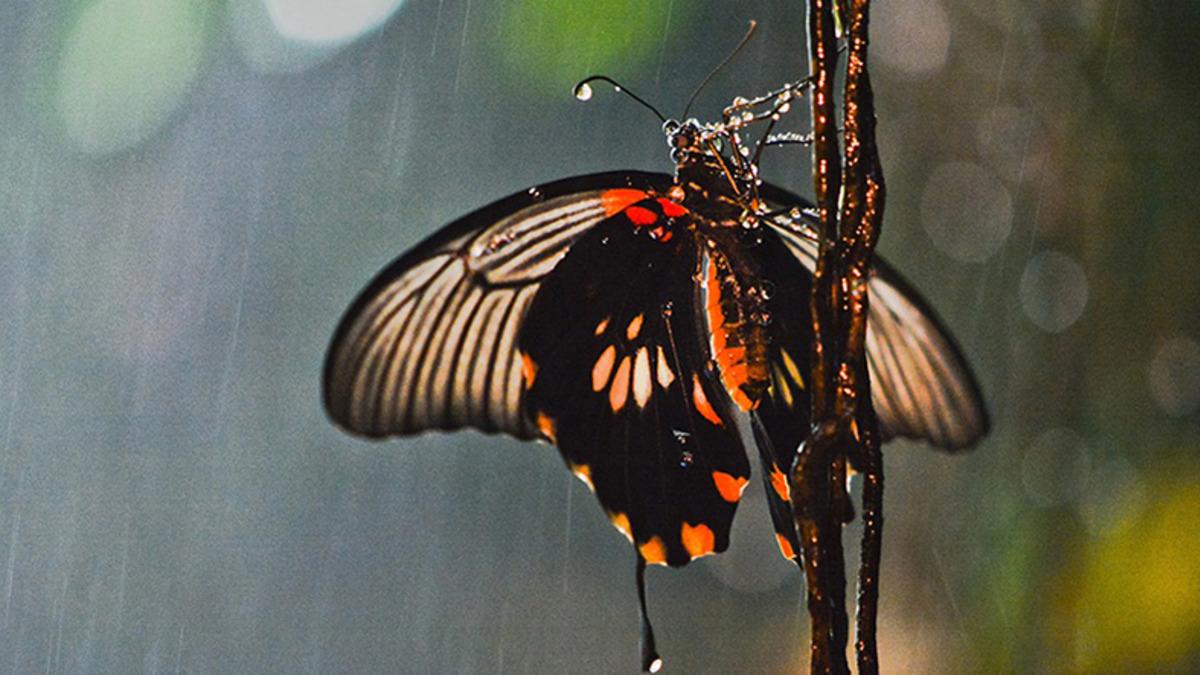 Bilim İnsanları, Yağmurun Kelebekleri Neden Öldür(e)mediğini Açıkladı