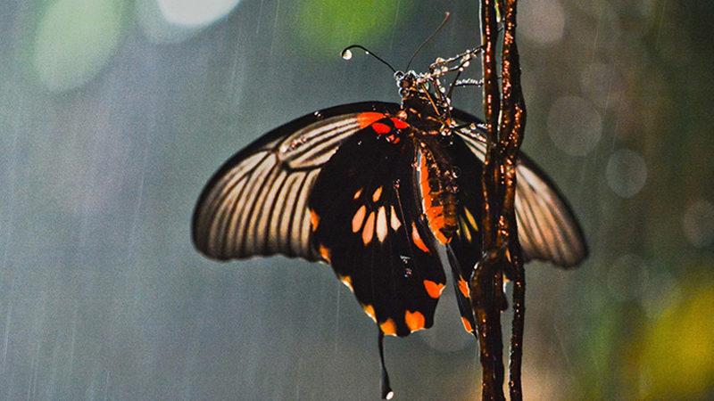 Bilim İnsanları, Yağmurun Kelebekleri Neden Öldür(e)mediğini Açıkladı