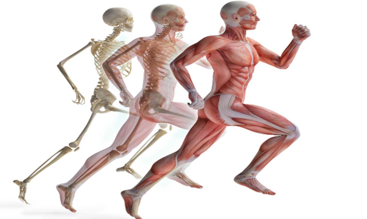 İnsan Vücudunun Hayrete Düşüren 42 Özelliği