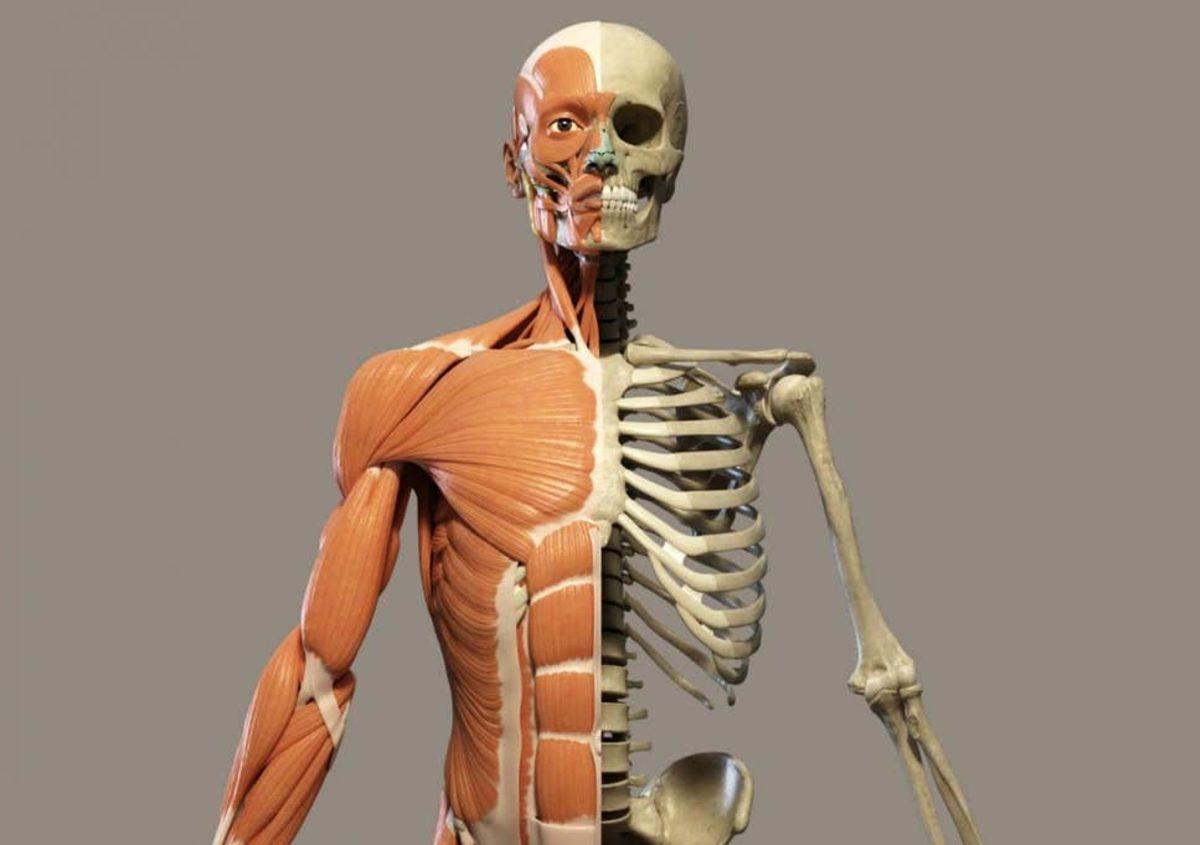 İnsan Vücudunun Hayrete Düşüren 42 Özelliği