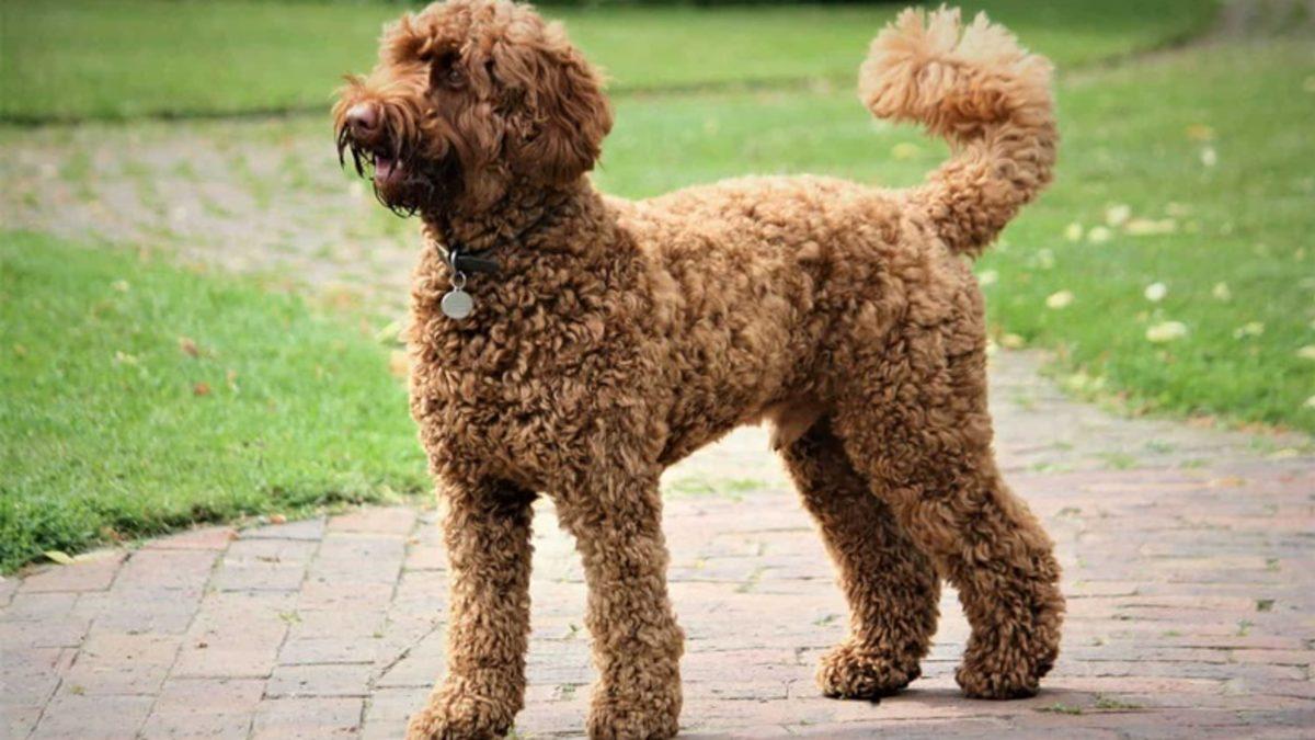 Labradoodle Cinsi Melez Bir Köpek Yaratan Adam: Bunu Yaptığım İçin Pişmanım