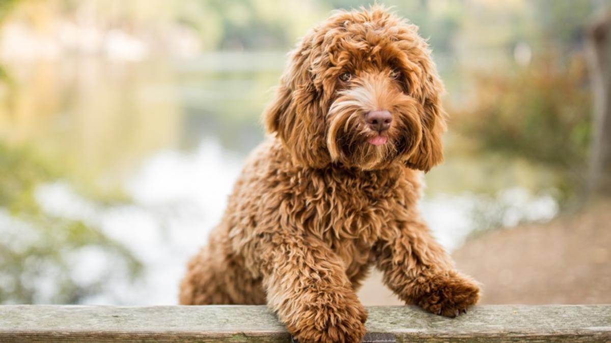 Labradoodle Cinsi Melez Bir Köpek Yaratan Adam: Bunu Yaptığım İçin Pişmanım