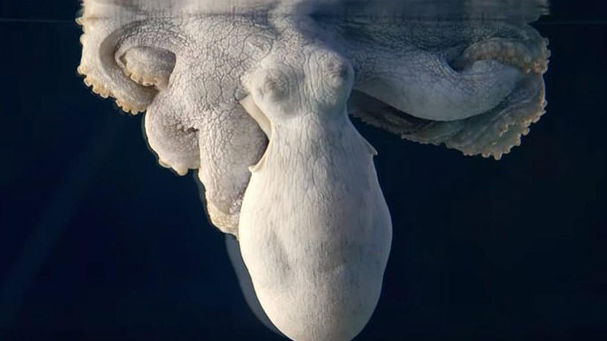 Bilim İnsanları, Ahtapotların Rüya Gördüklerini Kanıtladı