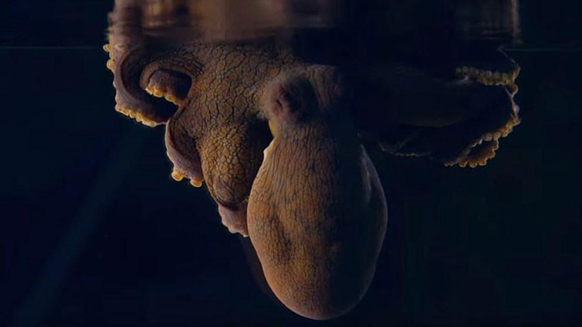 Bilim İnsanları, Ahtapotların Rüya Gördüklerini Kanıtladı