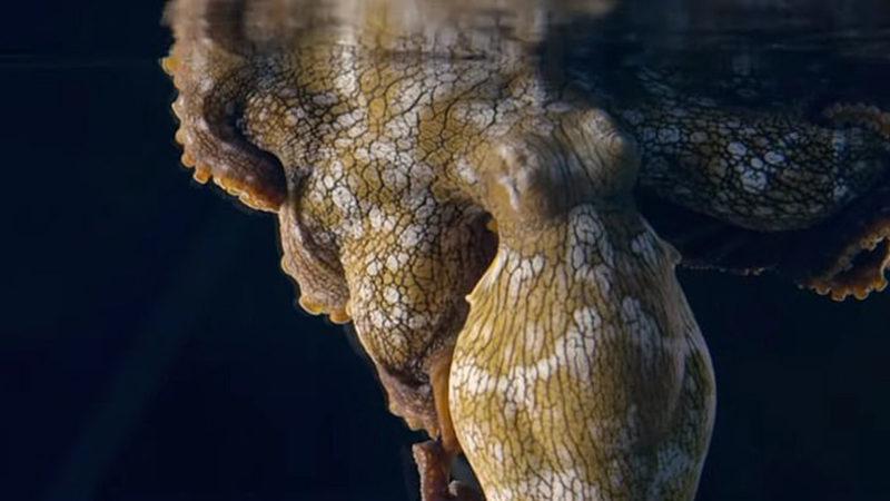 Bilim İnsanları, Ahtapotların Rüya Gördüklerini Kanıtladı