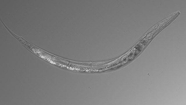 3 Cinsiyete Sahip Bir Solucan Keşfedildi