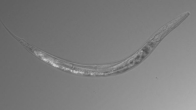 3 Cinsiyete Sahip Bir Solucan Keşfedildi