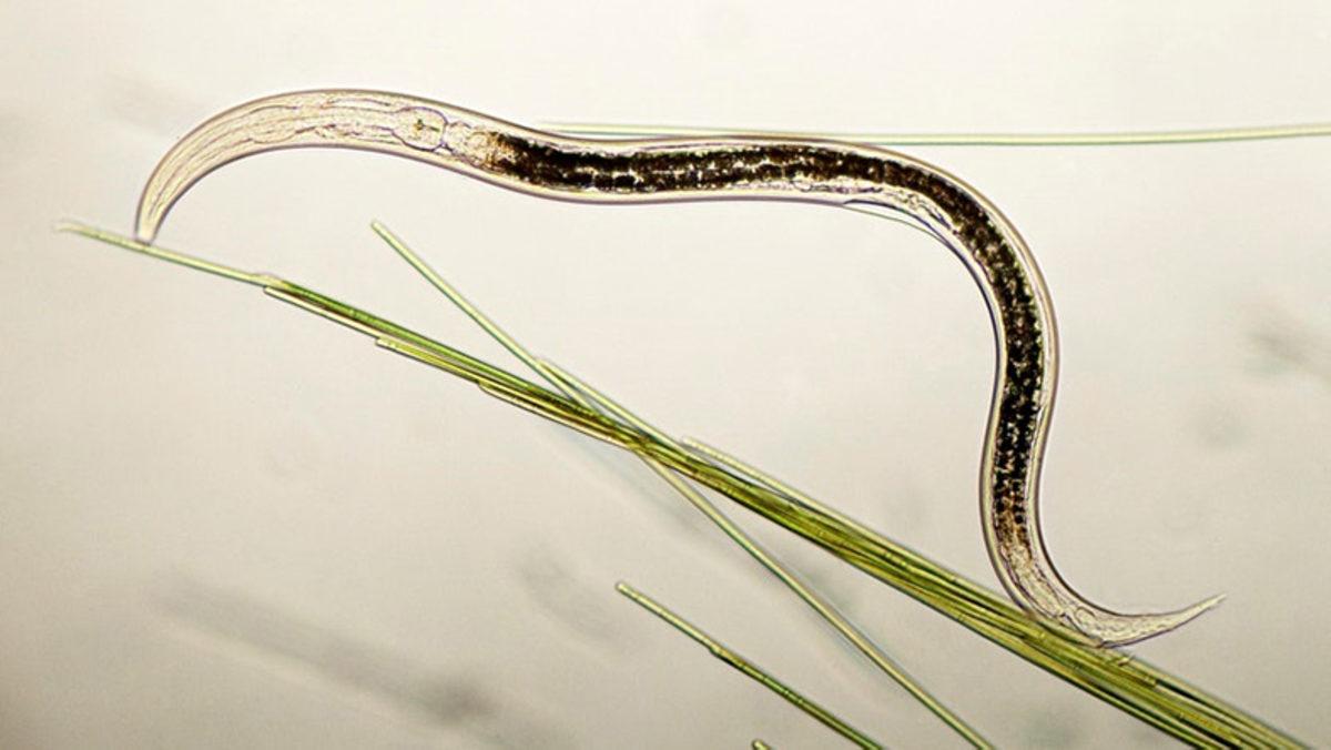 3 Cinsiyete Sahip Bir Solucan Keşfedildi