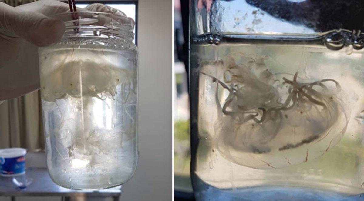 Türk Bilim İnsanları Antalya’da Yeni Bir Deniz Anası Türü Keşfetti