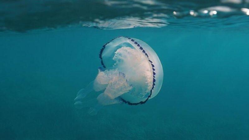 Türk Bilim İnsanları Antalya’da Yeni Bir Deniz Anası Türü Keşfetti