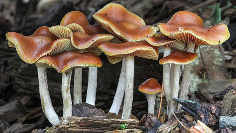 Dünyanın İlk “Sihirli Mantar” Araştırma Merkezi Jamaika’da Kuruluyor