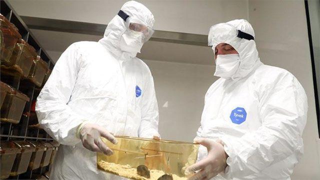 Teknoloji Bakanı: Koronavirüs İlacı İçin Hayvan Deneyleri Başlıyor