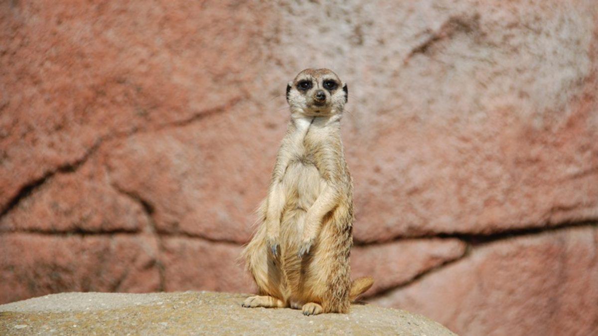 Doğada Neden Üç Bacaklı Hayvan Yok?