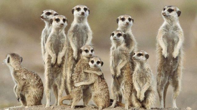 Doğada Neden Üç Bacaklı Hayvan Yok?