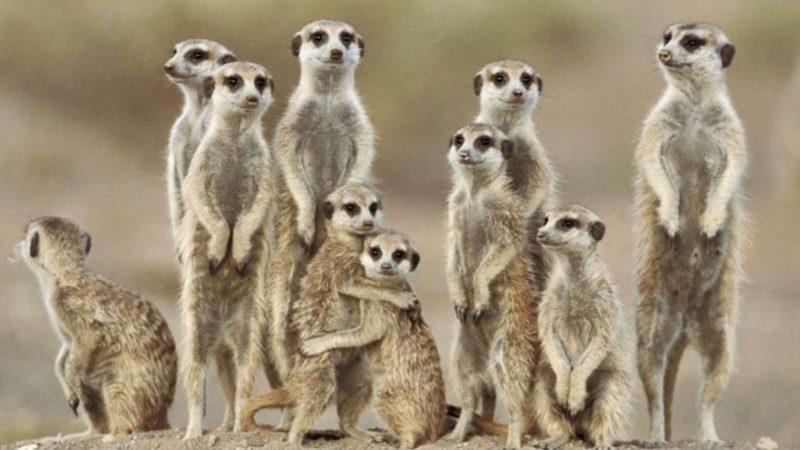 Doğada Neden Üç Bacaklı Hayvan Yok?