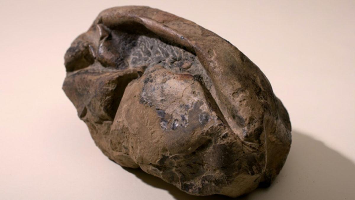 Antarktika’da Bulunan Gizemli Fosilin, 68 Milyon Yıllık Bir Yumurta Olduğu Anlaşıldı