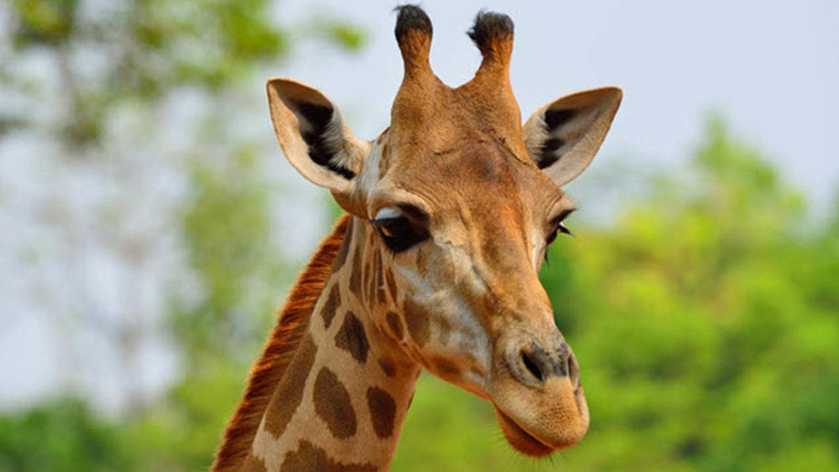 Lavlar Altında Kalan Pompeii Şehrinde Keşfedilmiş 9 Tuhaf Kalıntı