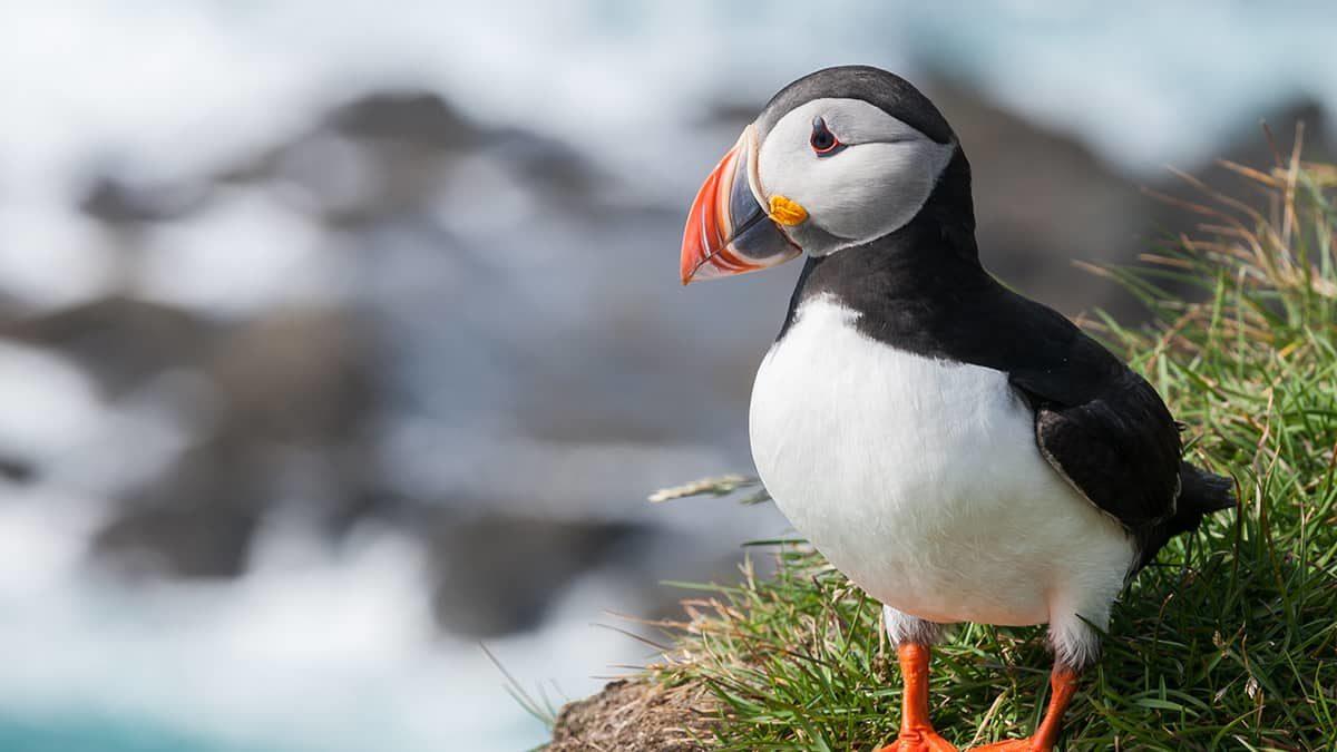 Puffin Web Browser İndir (Android APK, iOS, Windows, MacOS)