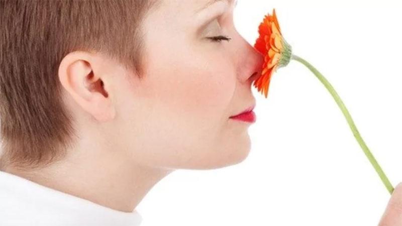 Bilim İnsanları, Memelilerin Kokuları Nasıl Algıladığını Belirlediler