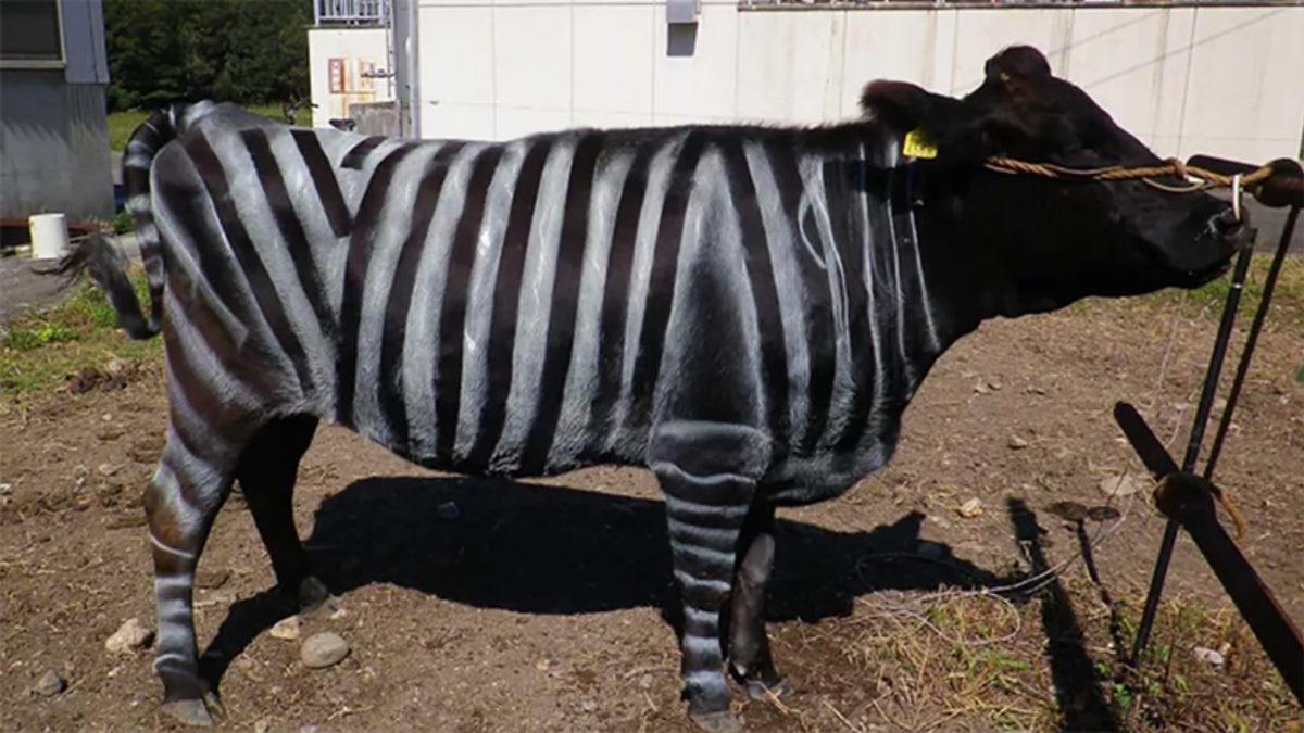 İnekler, Zebra Çizgilerine Boyanınca Daha Az Sineğe Maruz Kaldılar