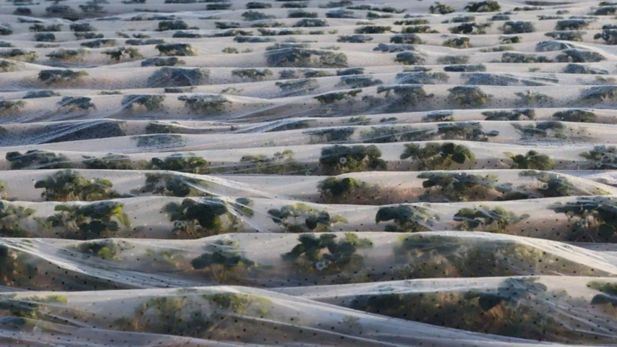 Yeni Bir Araştırmaya Göre Nanoplastikler Bitkilerin Gelişimine Engel Oluyor
