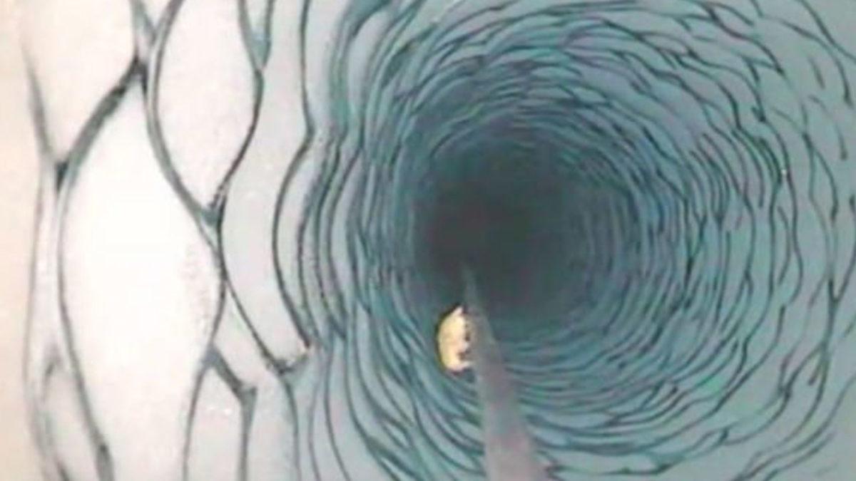 Antarktika’da Buzulun Metrelerce Altında Bulunan Canlı, NASA’yı Bile Şaşırttı