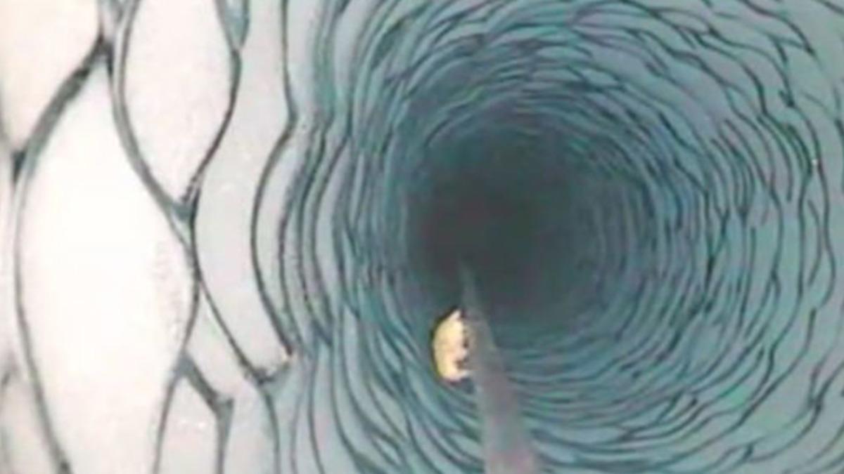 Antarktika’da Buzulun Metrelerce Altında Bulunan Canlı, NASA’yı Bile Şaşırttı